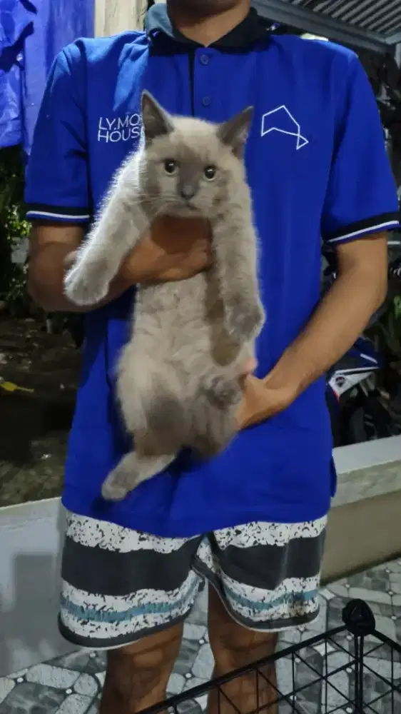 Jual kucing BSH Jantan