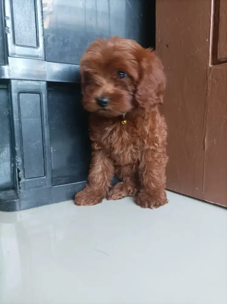 Red toy poodle puppies