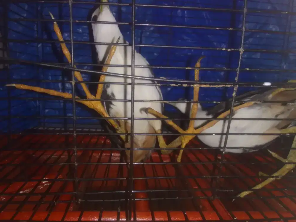 Burung ruak-ruak