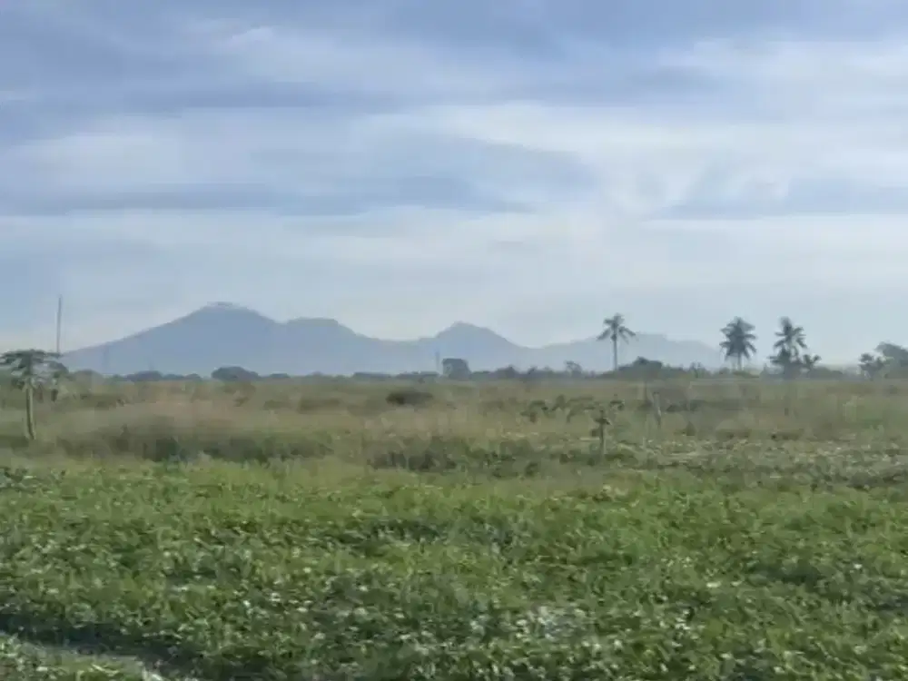 Tanah sewa 300m2 - 1200m2 Munggu - Mengwi - Tabanan Bali