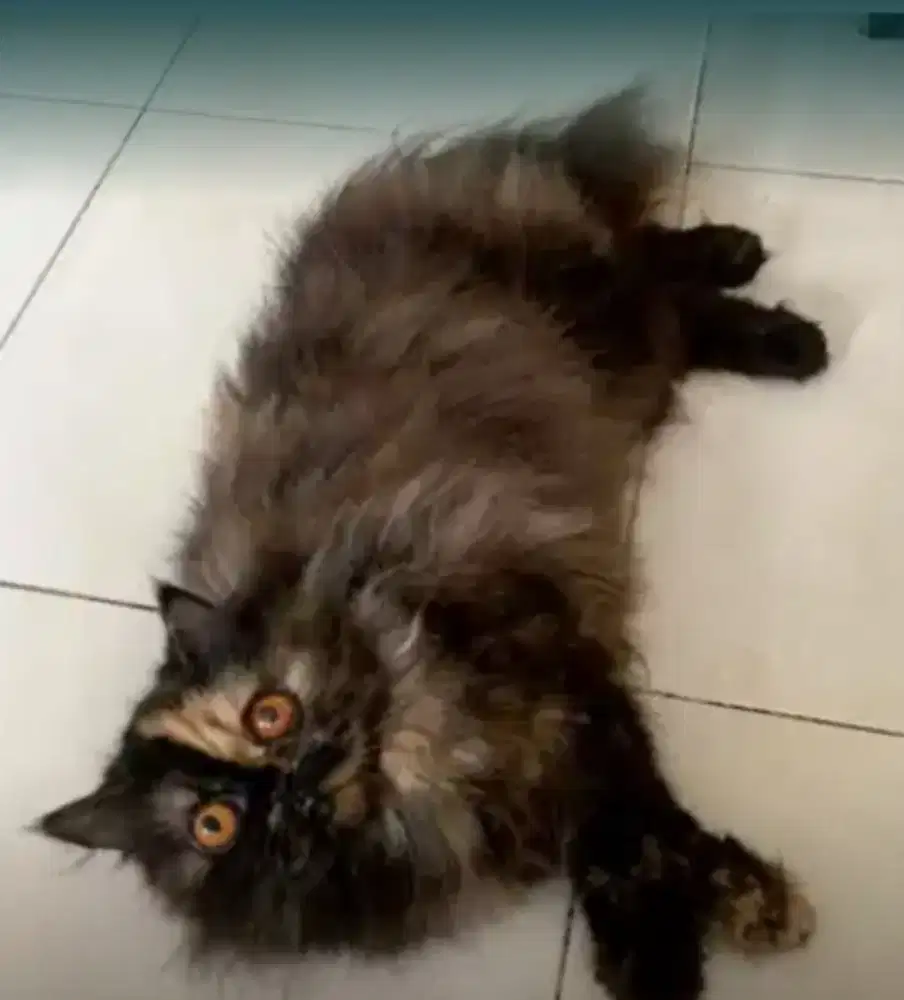 Kucing Persia (Betina - long hair - flat nose - tortie)