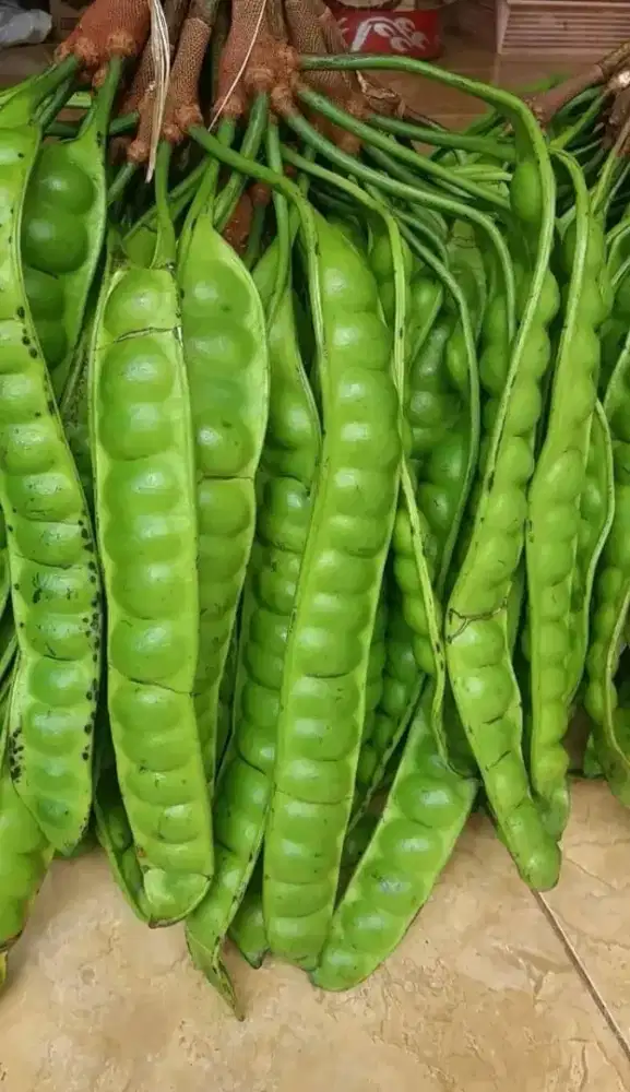Pete mata kebo asli besar2