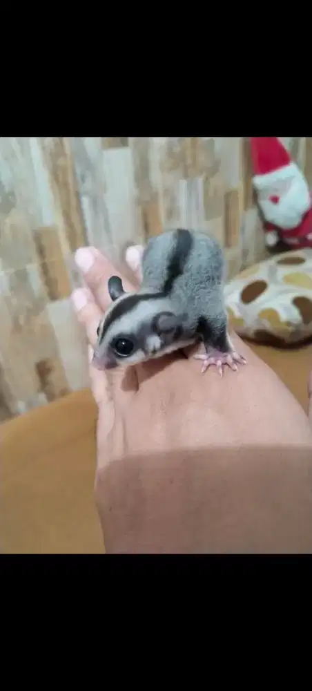 Anakan sugar glider