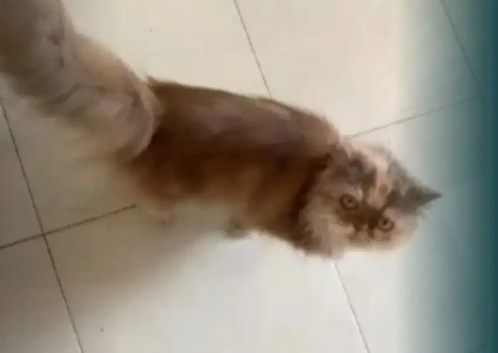 Kucing Persia Betina Indukan (Flat nose, Long hair,  Delute calico)