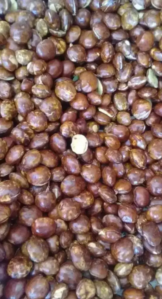 Jengkol ketan lokal