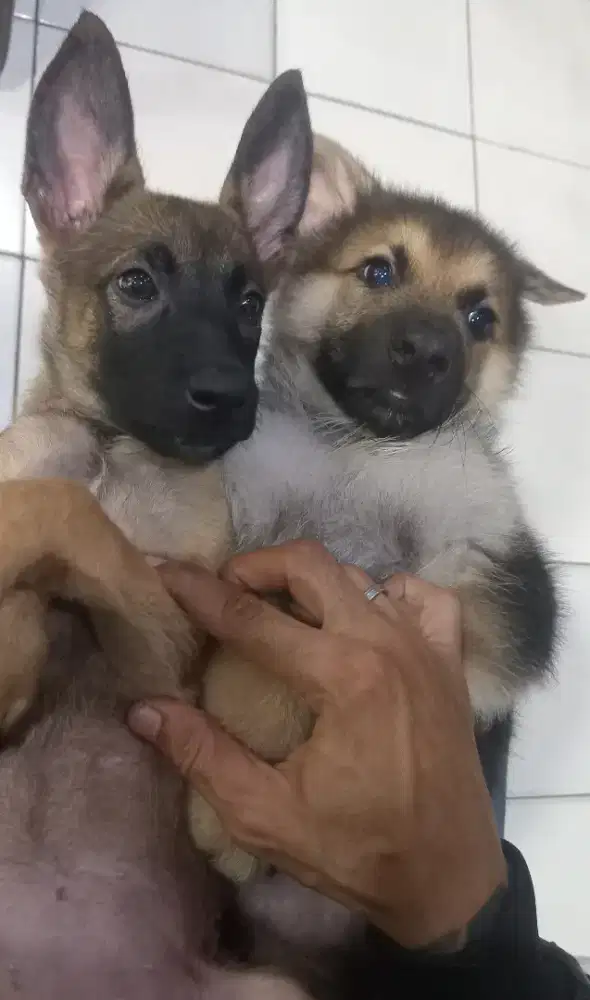 Silakan Dipilih Anakan Anjing Herder & Malinois