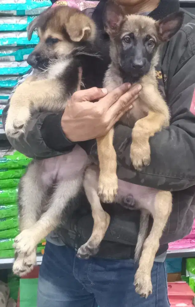 ANAKAN ANJING MALINOIS & HERDER / GSD