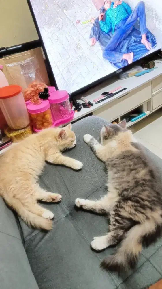 Lepas adop Persia maincoon