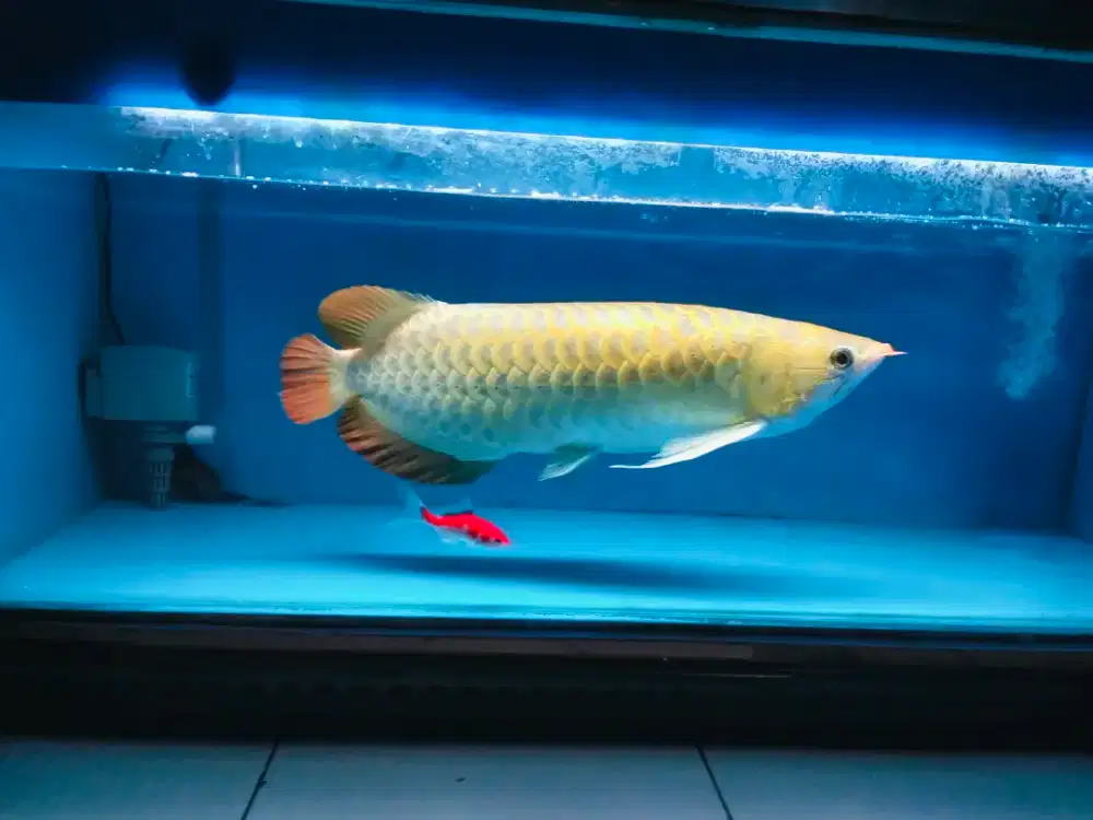 Arowana super red 50 cm