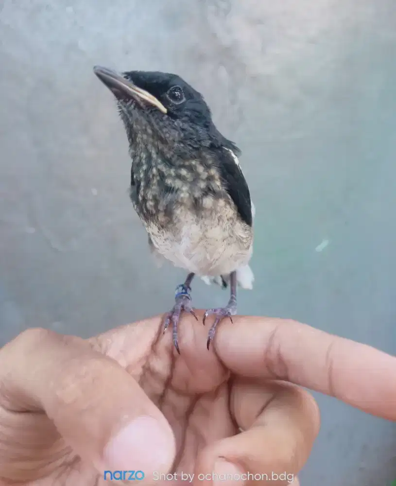 Anakan Kacer dada putih