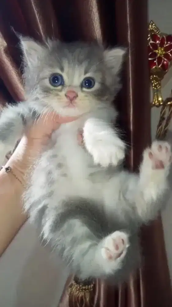 Lepas adops kucing kitten