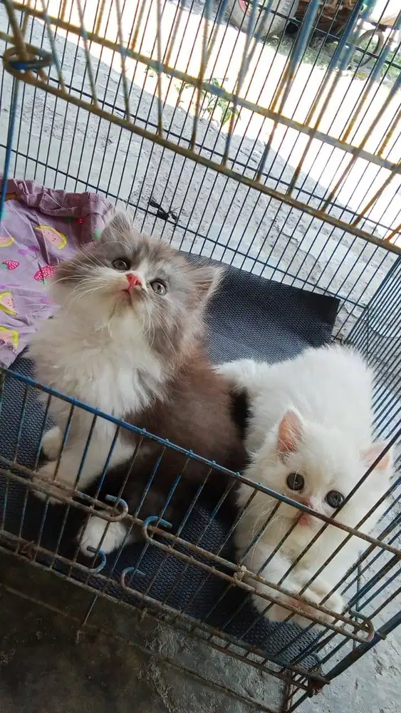 Open Adopsi Kitten Persia Medium Long Hair 2 Bulan