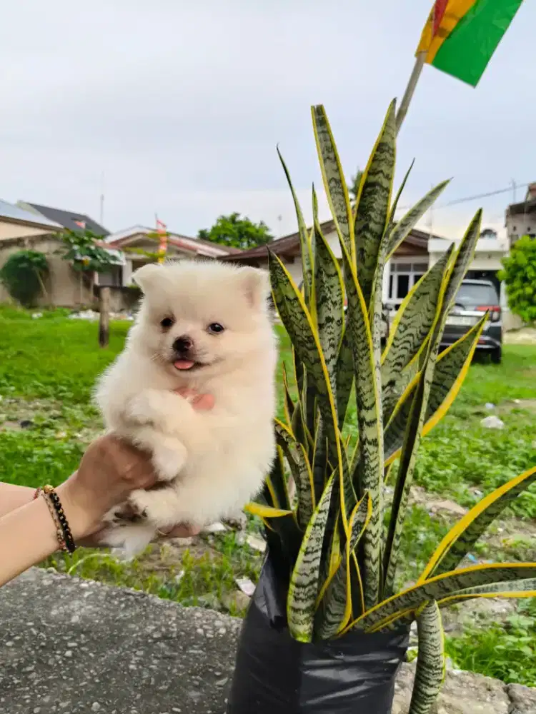 Anak anjing minipom