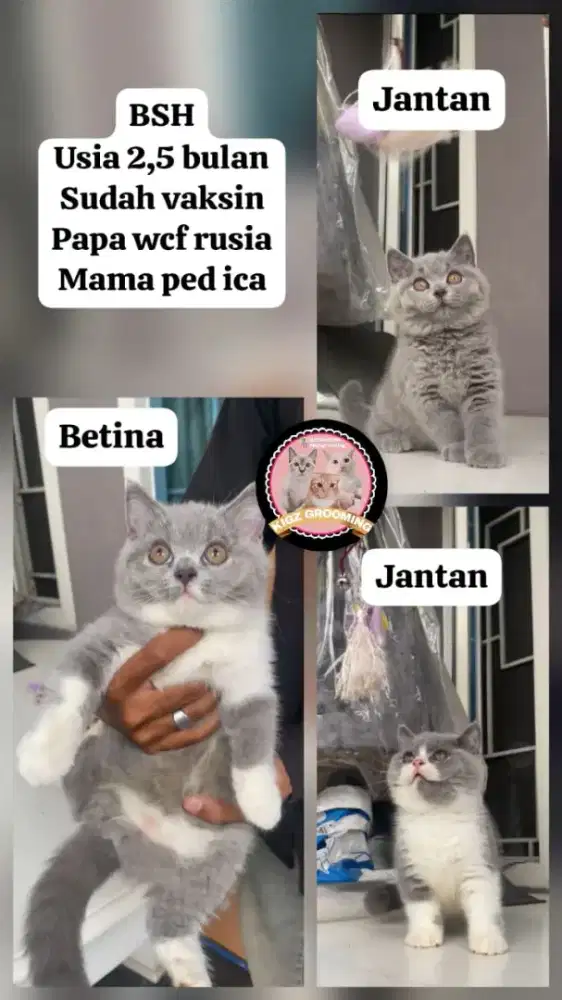 BRITISH SHORTHAIR