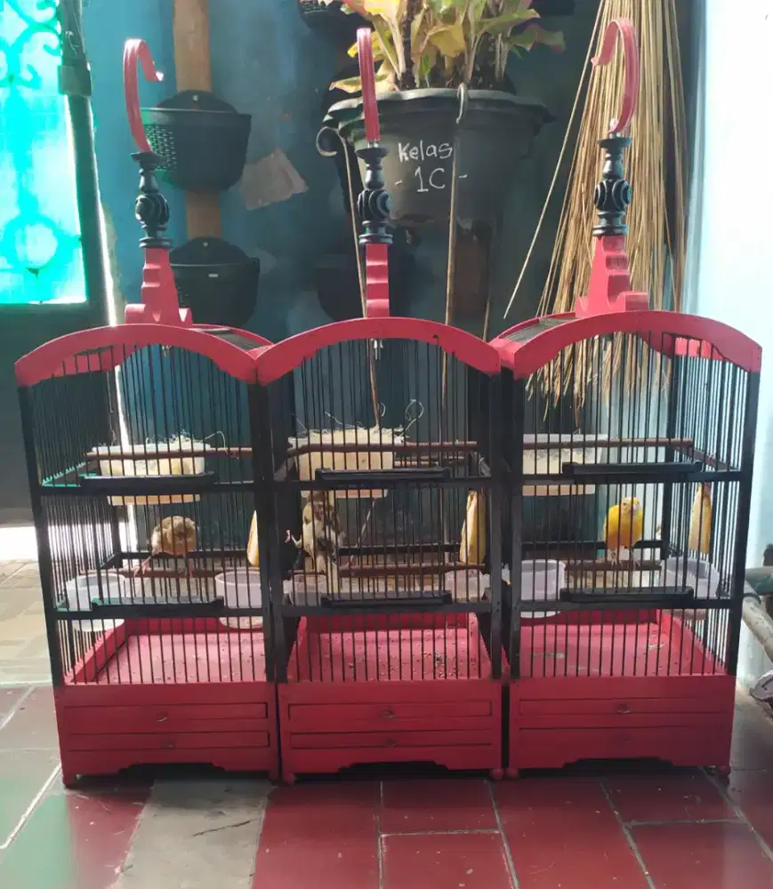 Burung Kenari Betina
