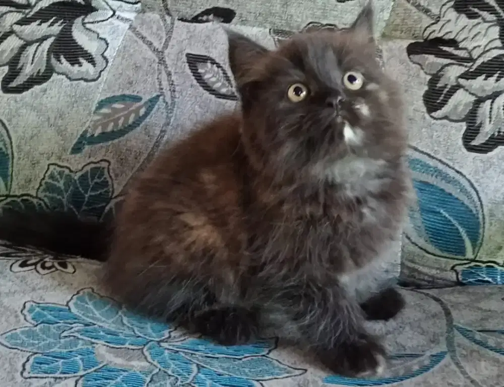 Persia kitten black smoke