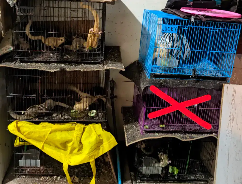 Sugar glider borongan nih