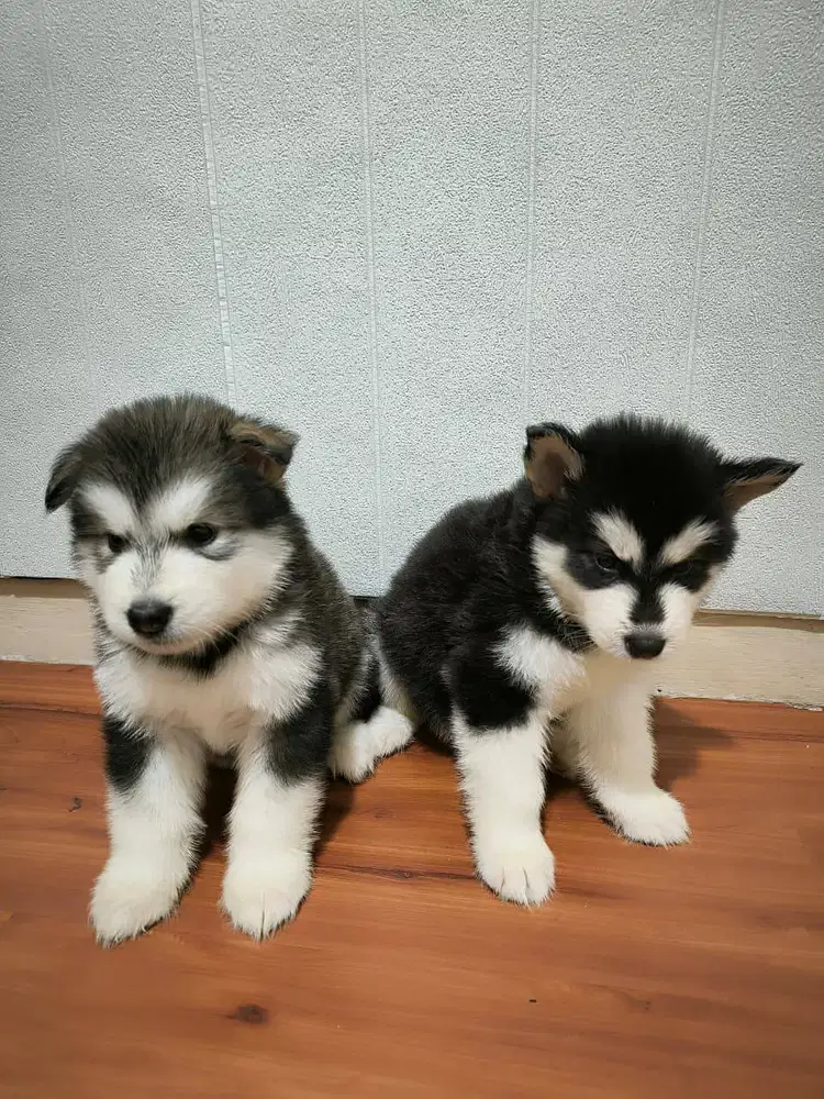 Dijual Cepat Anak Anjing Alaskan Malamute Good Quality
