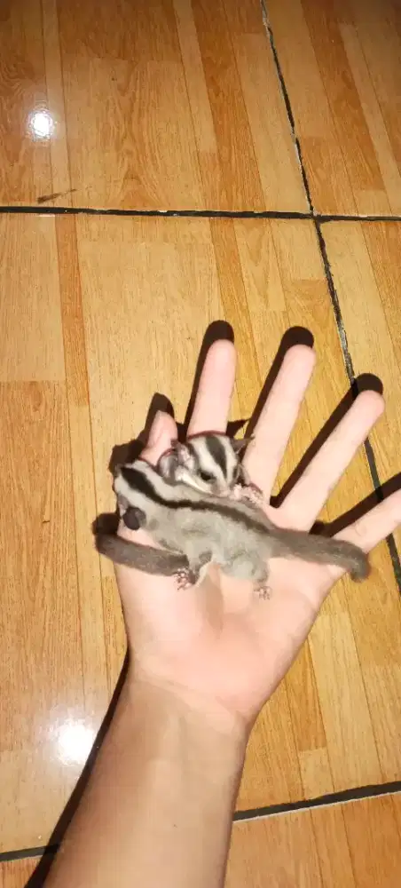SUGAR GLIDER  CLASSIC GREY