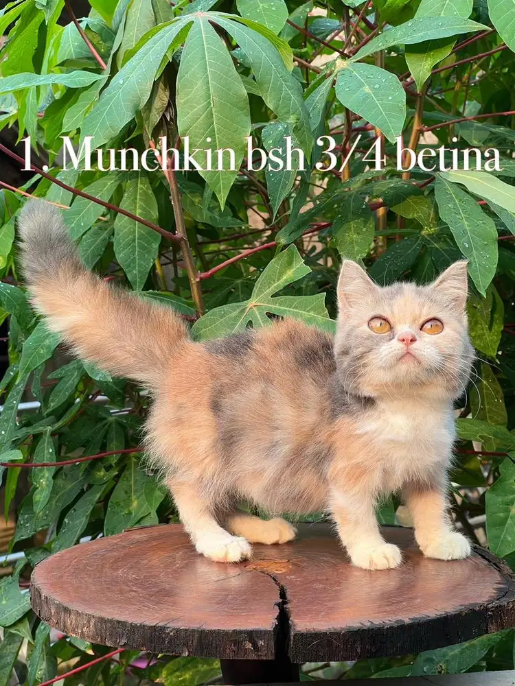 Kucing Munchkin bsh 3/4 betina
