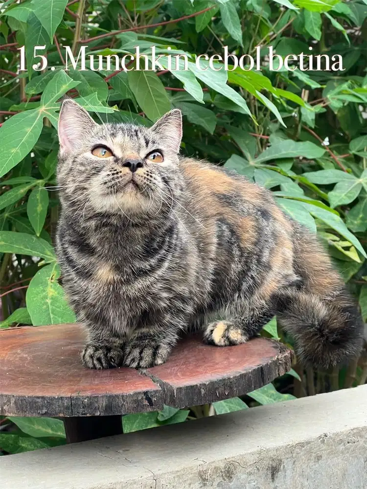 Munchkin bsh betina cebol