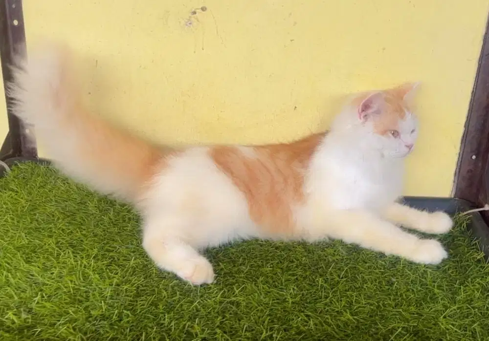 Kucing ras persia betina 10 bln
