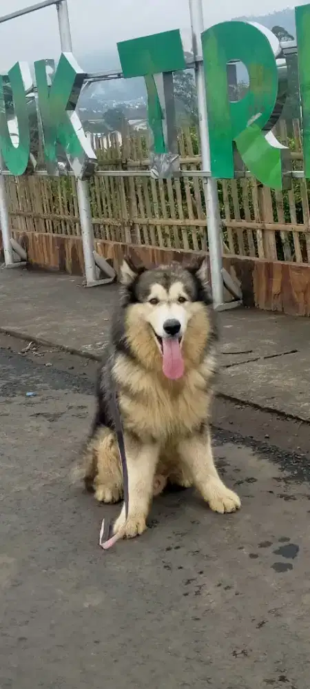 Alaskan x huski