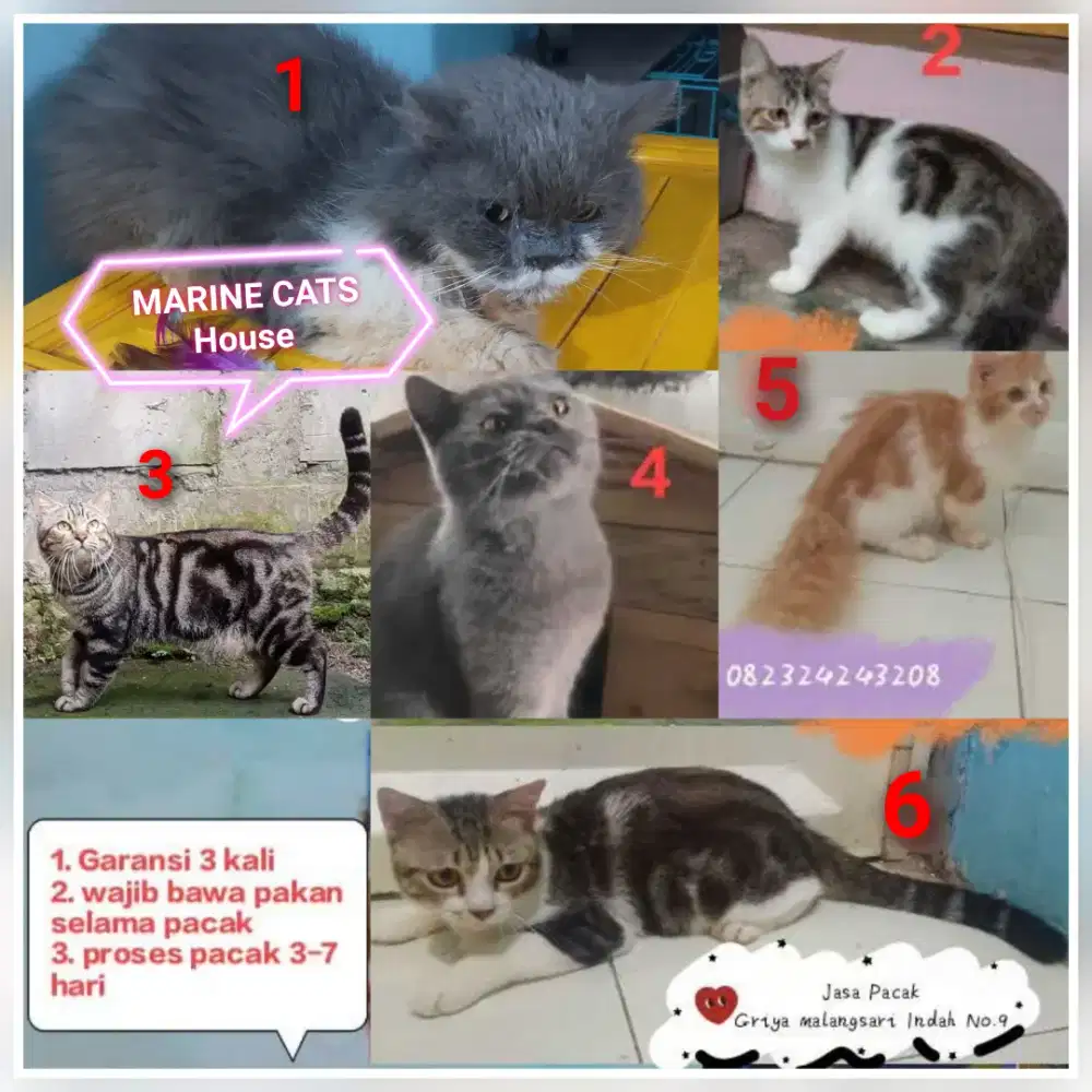 Pacak Kucing Persian