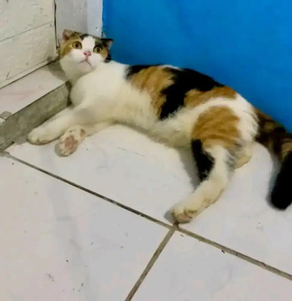 Kucing Scottish fold betina