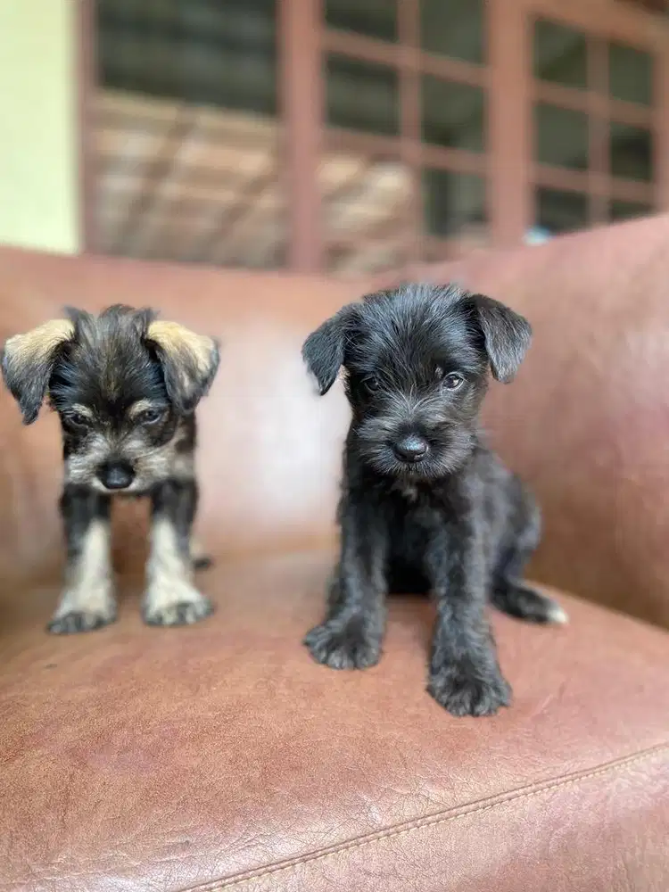 Anak Anjing Schnauzer