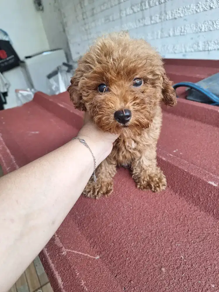 Dijualan anakan poodle