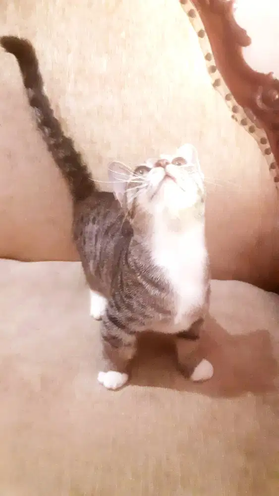 Jual Kucing Munchkin Cebol Shorthair Betina Siap Kawin !!