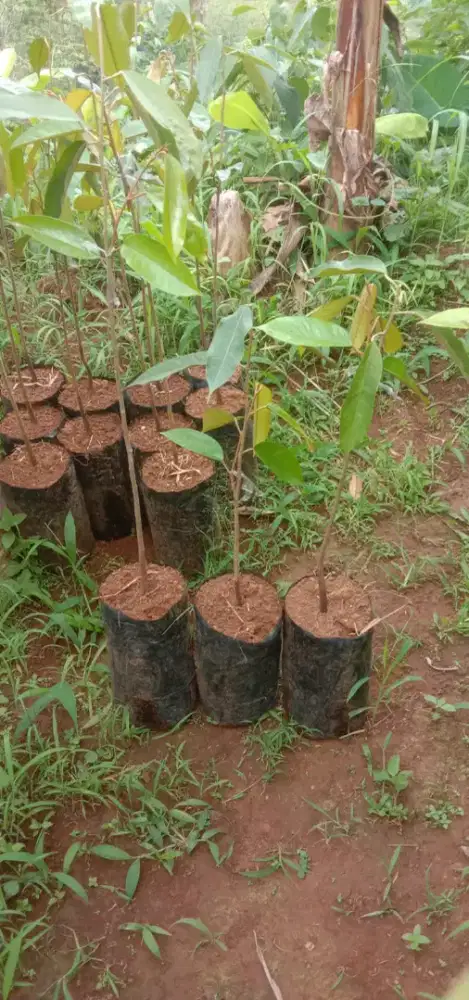 Pohon durian tupaiking