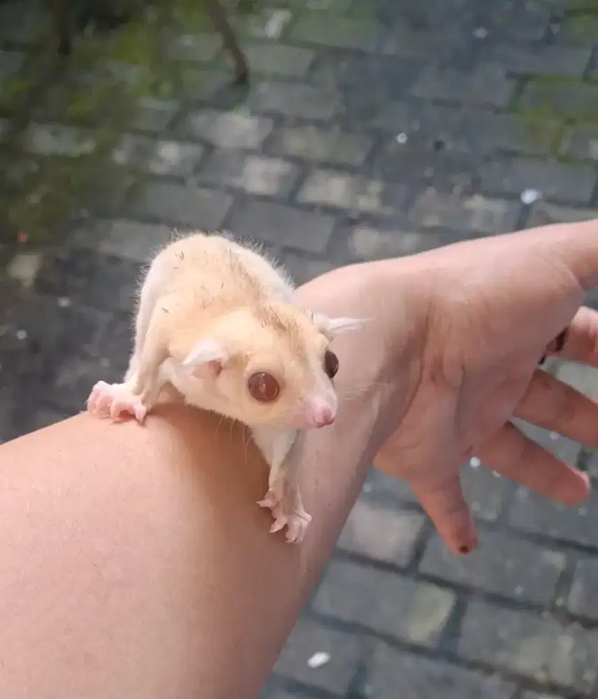 Sugar Glider Creamino Joey Jantan