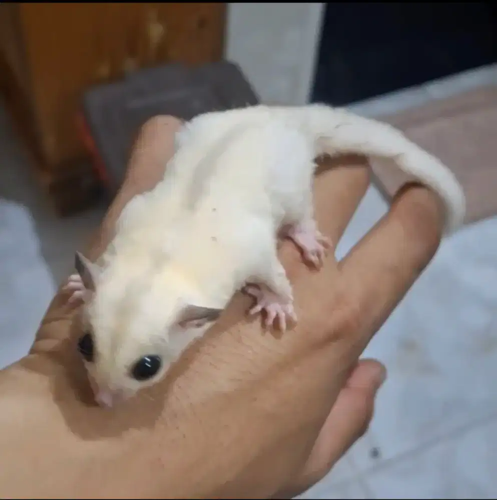 Sugar Glider TPM Joey Betina