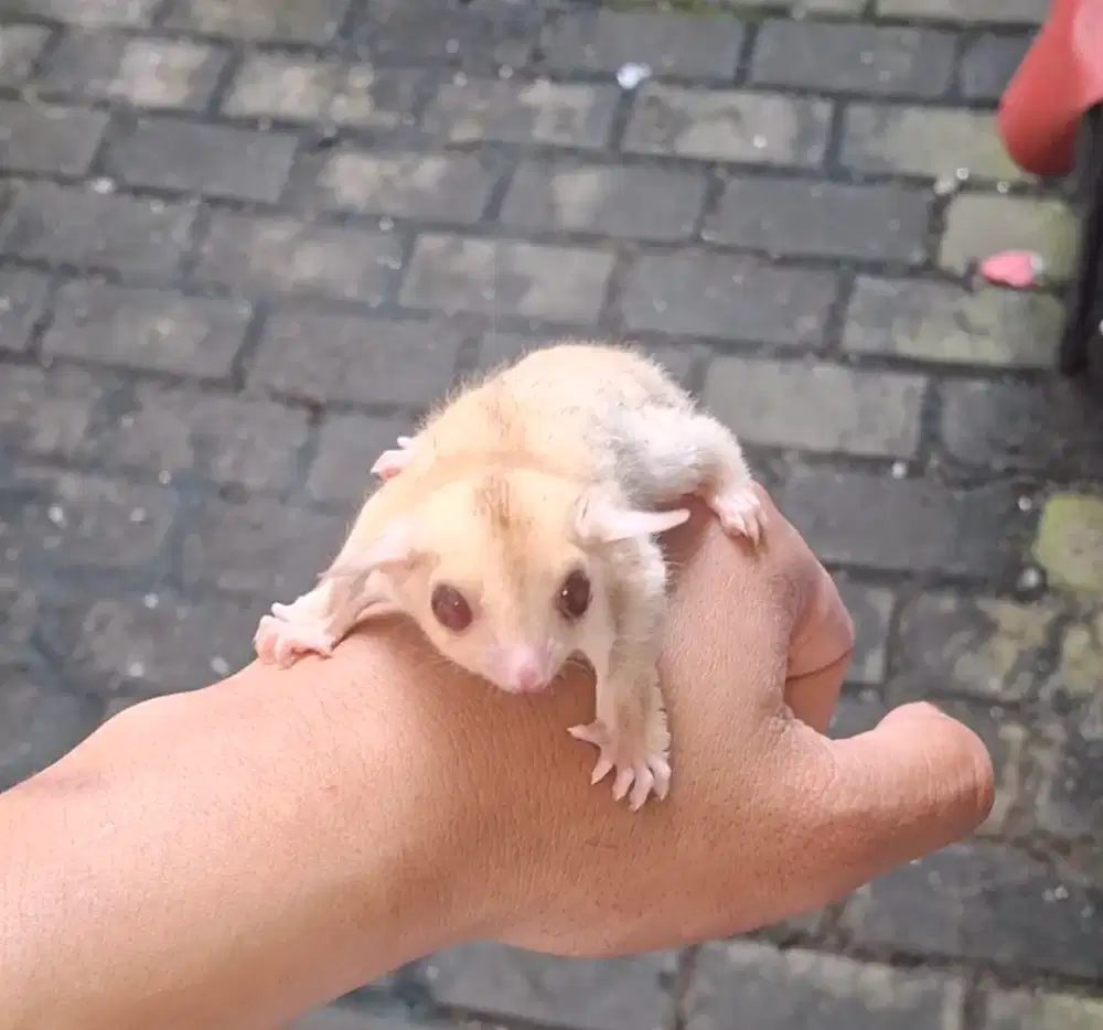 Sugar Glider Creamino Joey Jantan