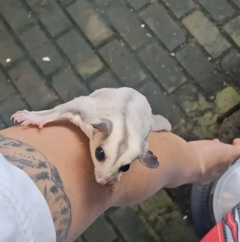 Sugar Glider Mozaik Joey Jantan