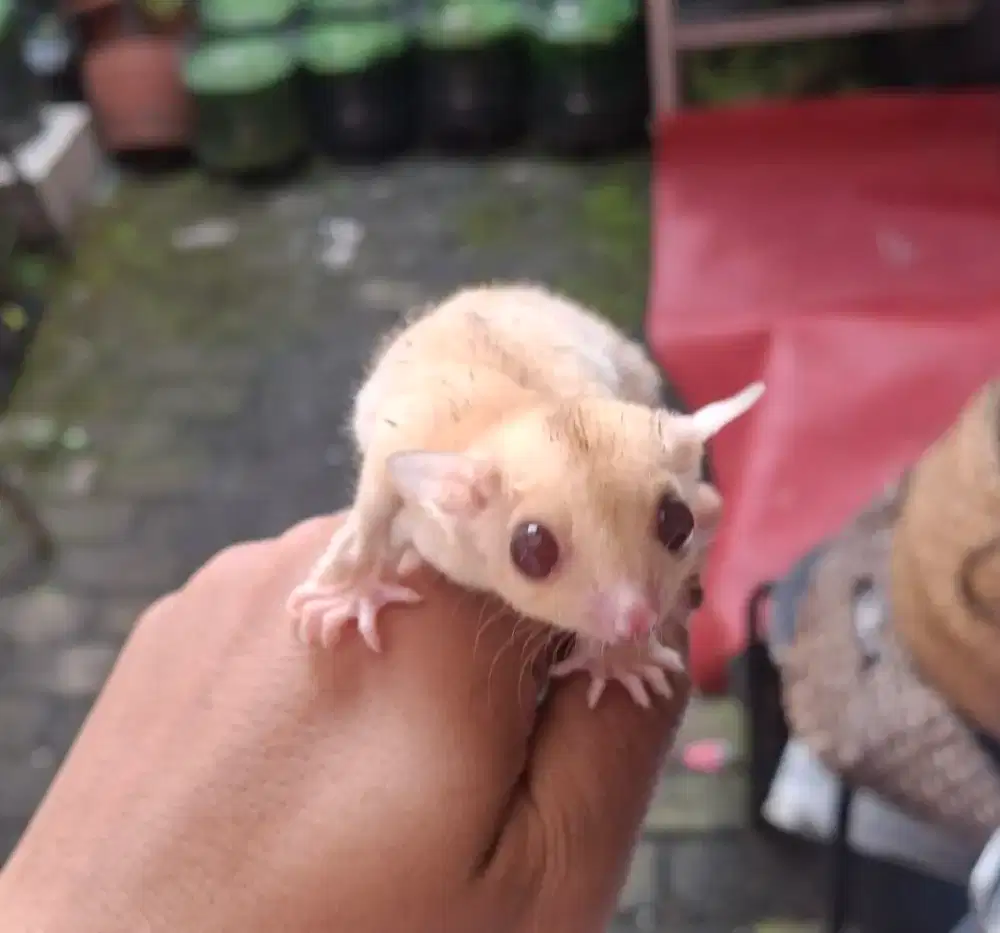 Sugar Glider Cremino Joey Jantan