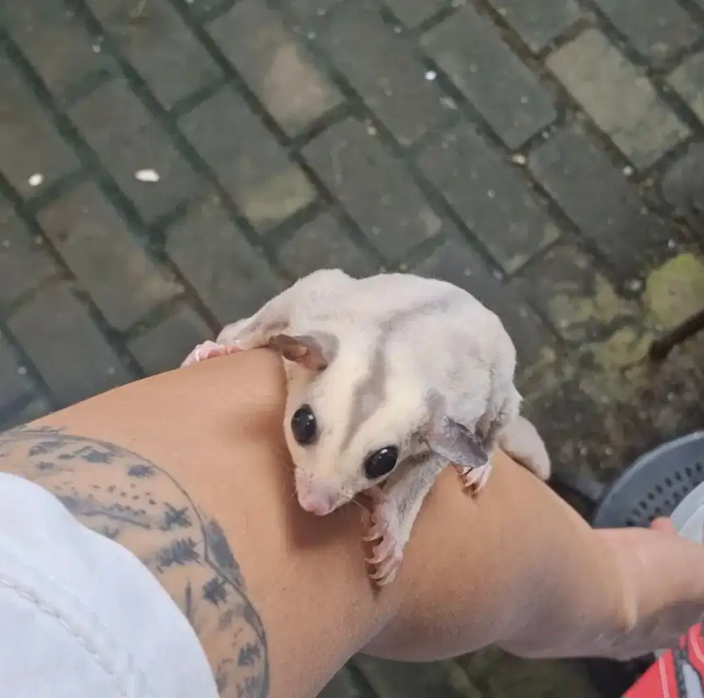 Sugar Glider Mozaik Joey Jantan