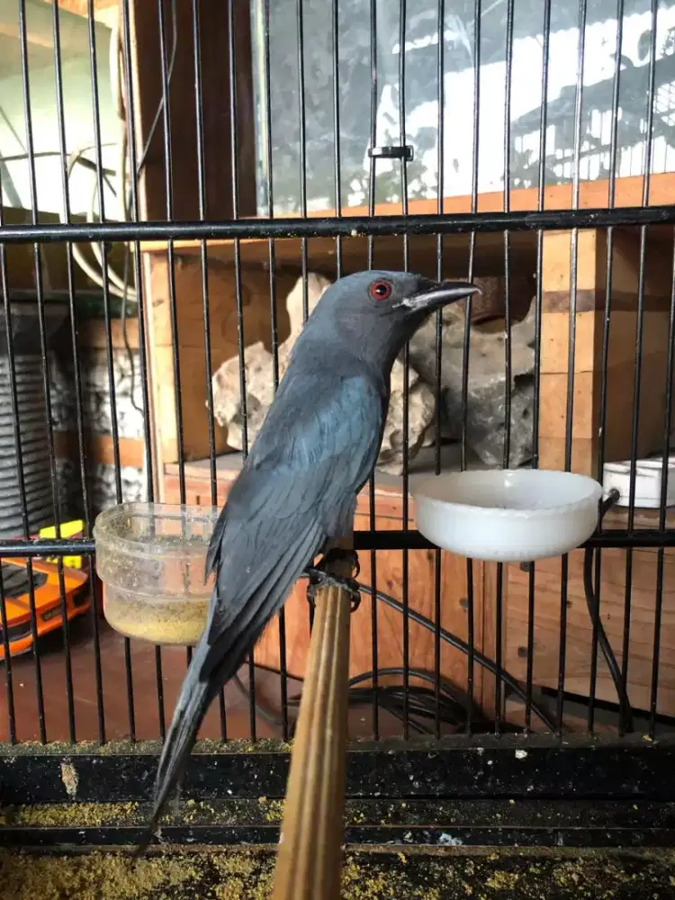 Burung abu hutan masteran