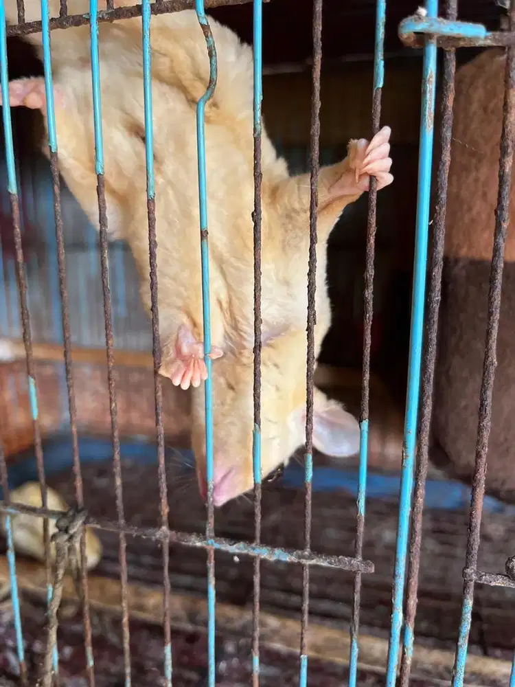 Indukan Sugar glider
