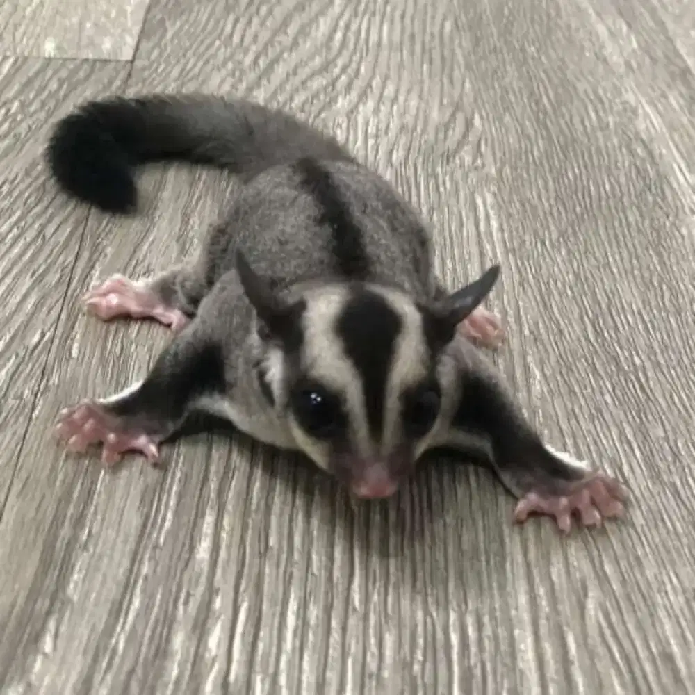 Sugar Glider Classic Grey