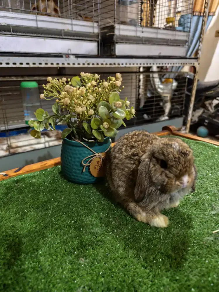 Kelinci holland lop