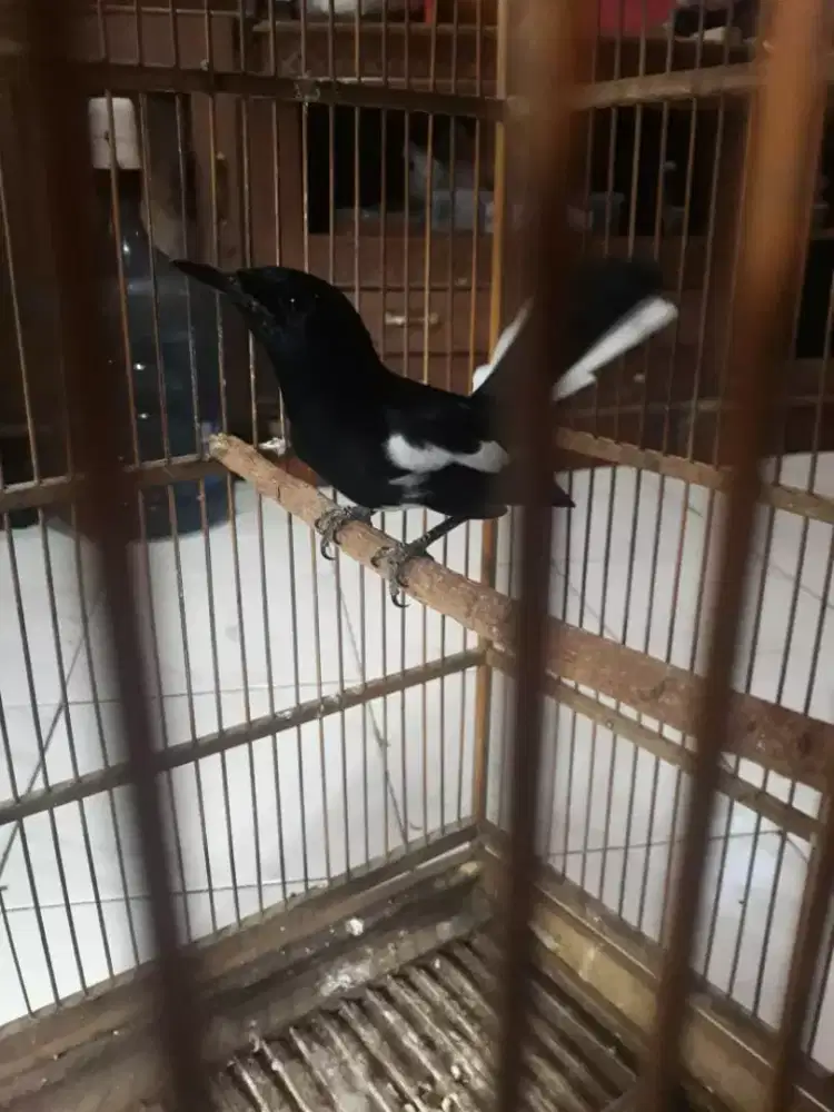 Kacer Priangan ring jinak