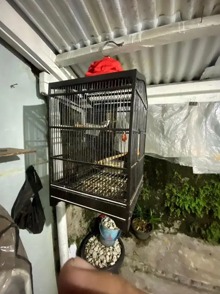 Burung trucuk sehat harian bunyi jual fullset kandang sma kerodong