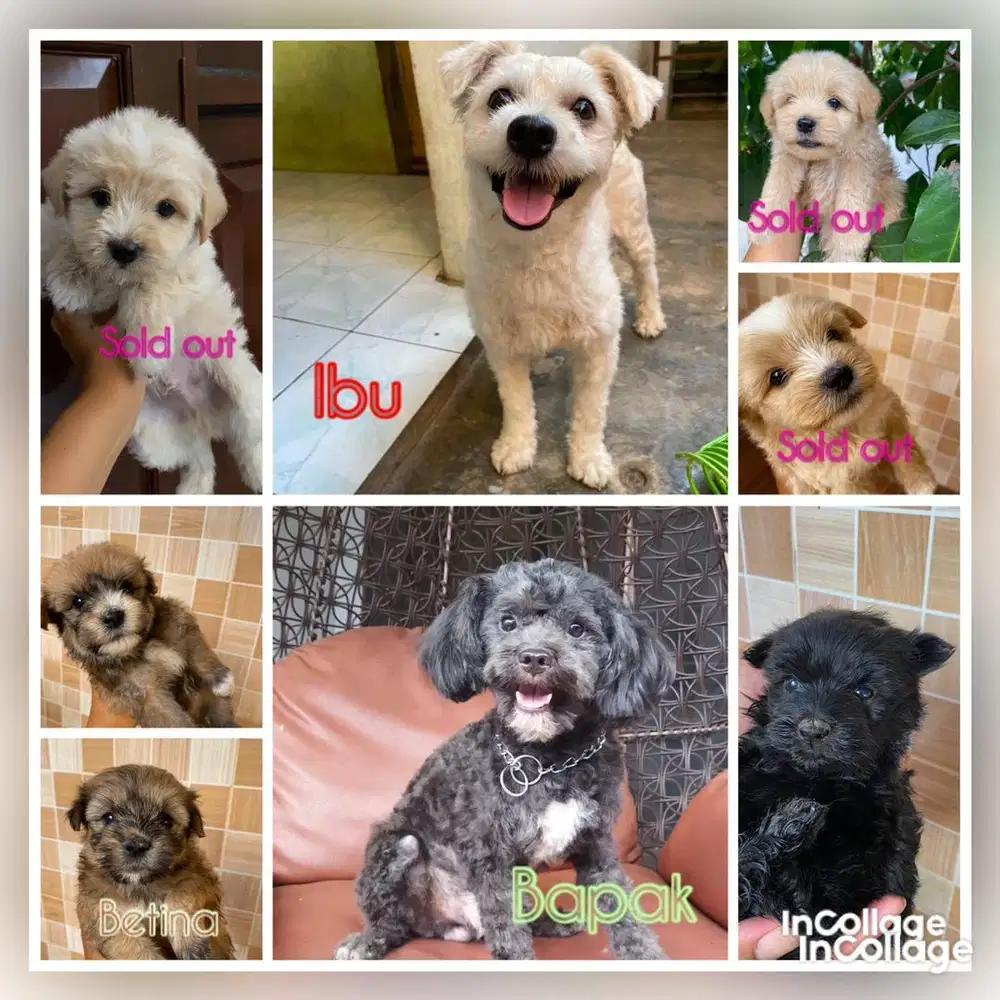 Di jual Maltipoo