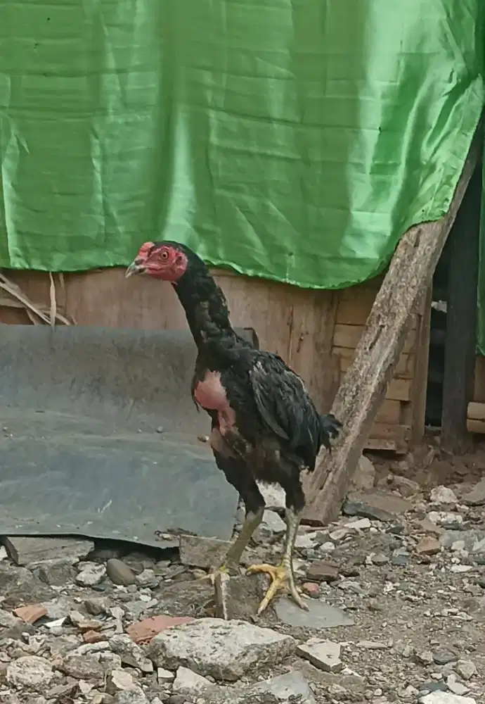 Ayam bangkok blackbull