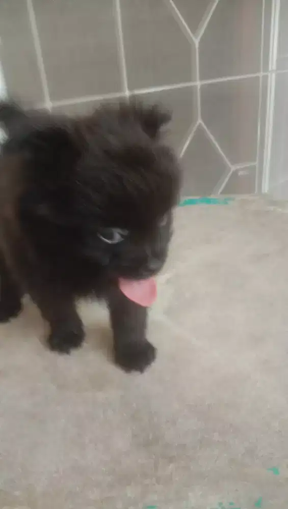minipom betina kosonGan