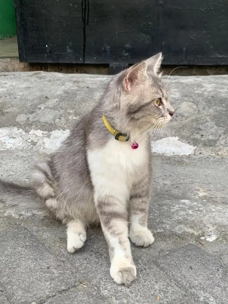 Kucing persia medium betina