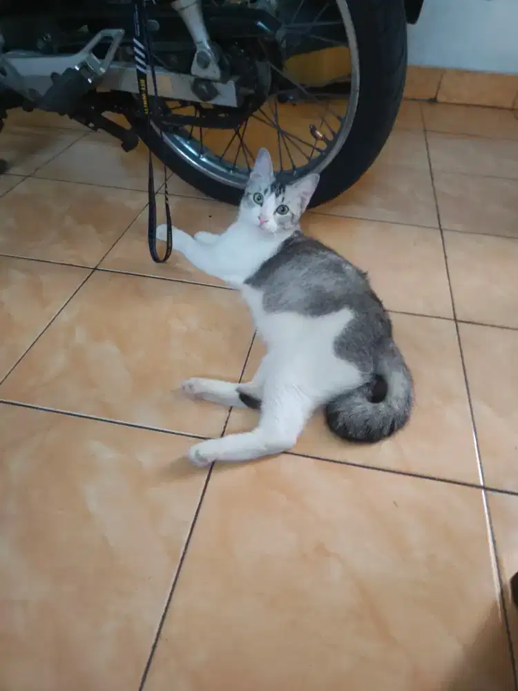 Mujaer Cat , Betina